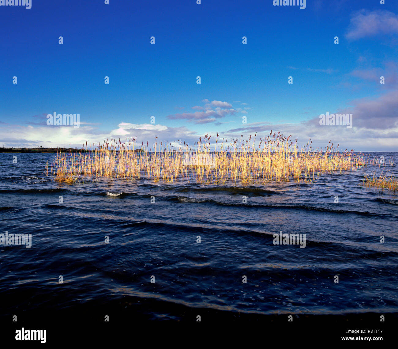 Le rive del Lough Neagh in Irlanda del Nord Foto Stock