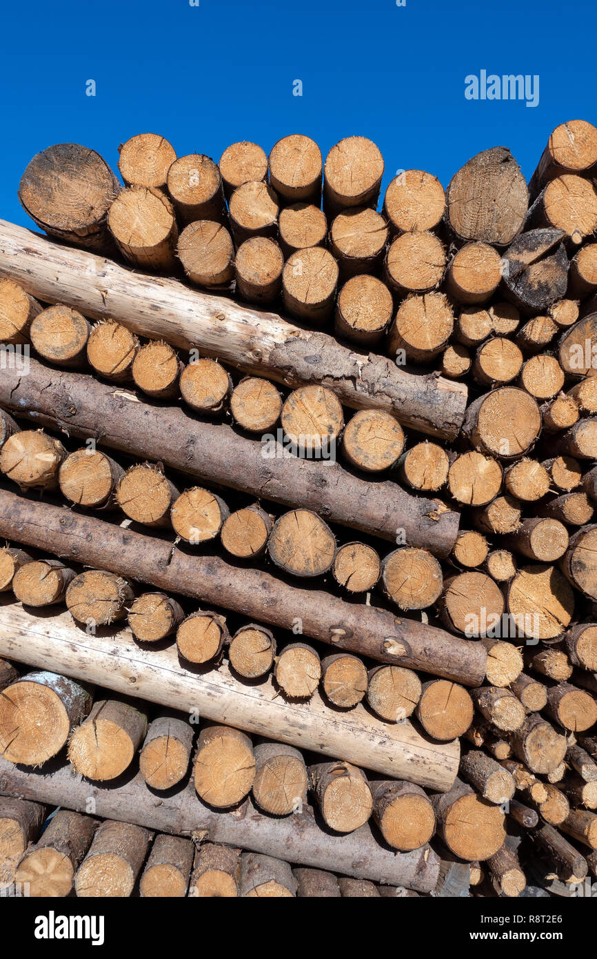 Palo di legno di laghetti tronchi di alberi Foto Stock