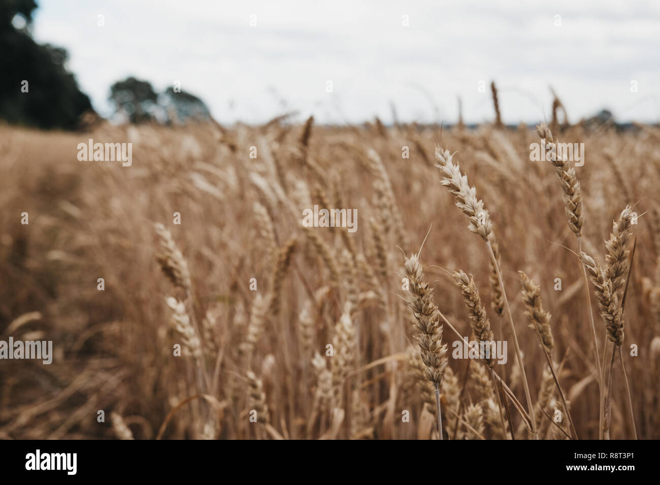 Basso angolo vista di un raccolto di grano, campo messa a fuoco selettiva. Foto Stock