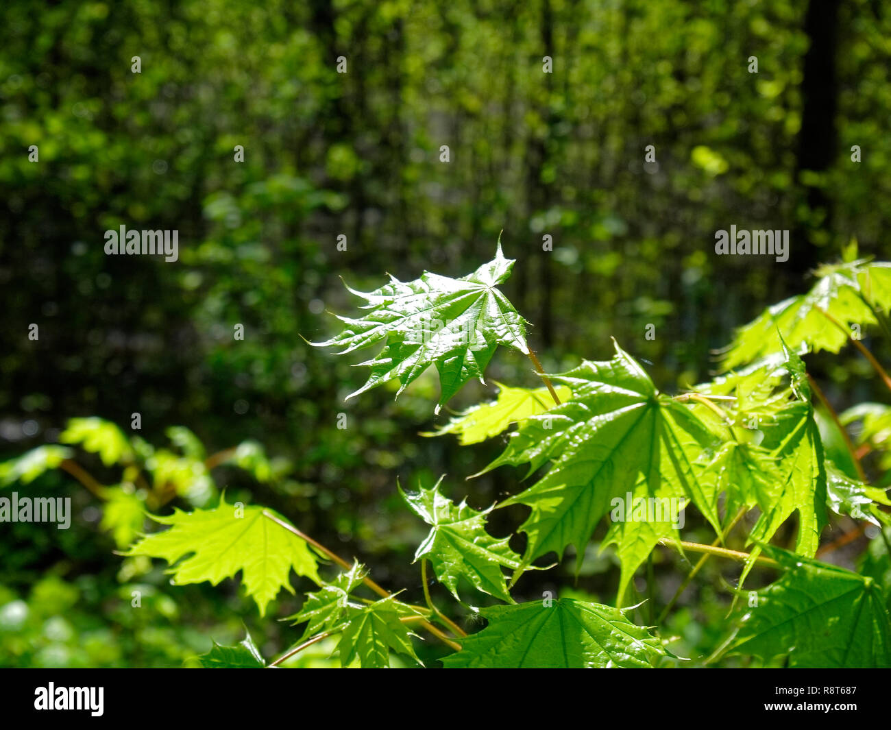 Le foglie di acero di giovani nei boschi in primavera, Russia Foto Stock