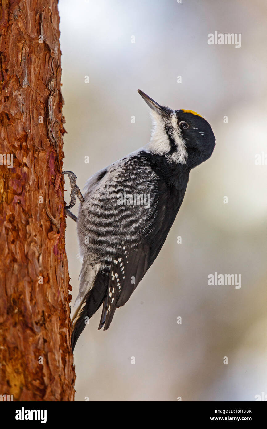 Nero-backed Woodpecker Picoides arcticus Sax-Zim Bog, Minnesota, Stati Uniti 22 febbraio 2018 maschio adulto Picidae Foto Stock