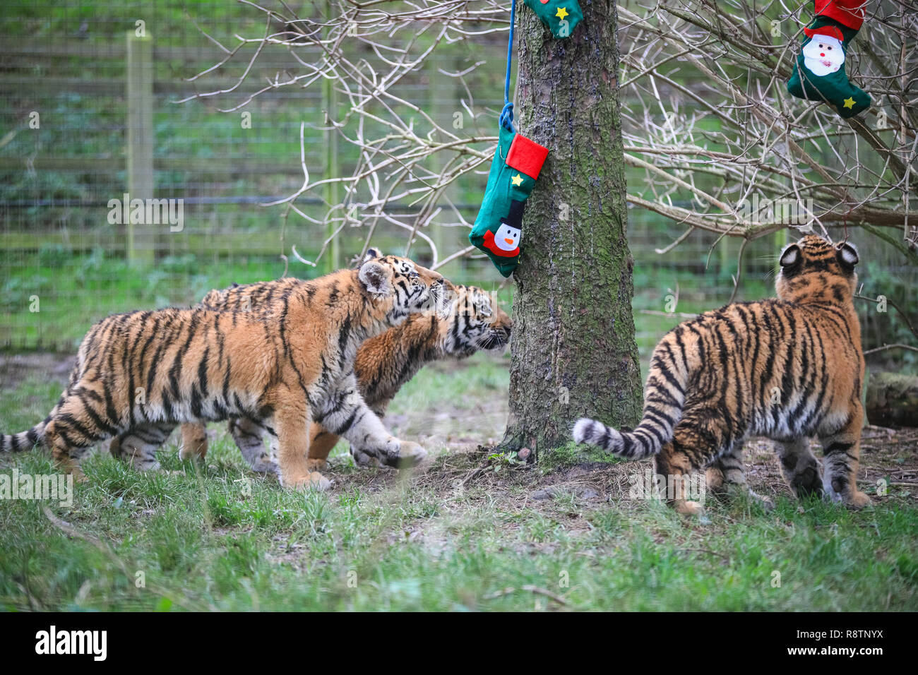 ZSL Whipsnade Zoo, Bedfordshire xviii Dic 2018. Santa Paws arriva all'inizio. Si tratta della prima di Natale per ZSL Whipsnade Zoo tre di sei-mese-vecchio Amur cuccioli di tigre (Panthera tigris tigris), anche le tigri siberiane, Dmitri, Macari e zar. I custodi allo Zoo hanno preparato colorate, feltro calze di Natale per i curiosi dei ragazzi. Credito: Imageplotter News e sport/Alamy Live News Foto Stock