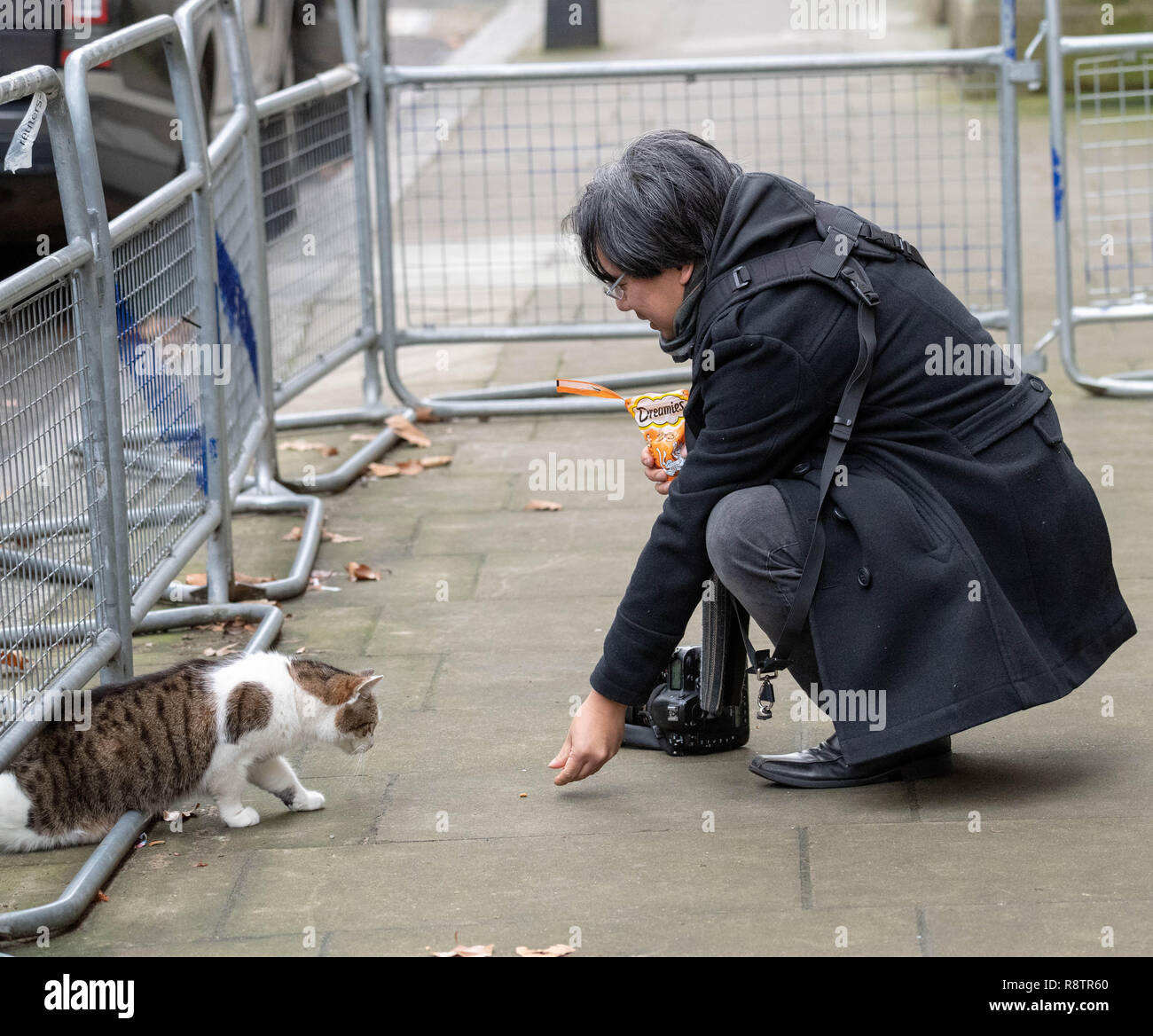 Londra XVIII Dicembre 2018, un fotografo alimenta Larry di Downing Street cat London Credit Ian Davidson/Alamy Live News Foto Stock
