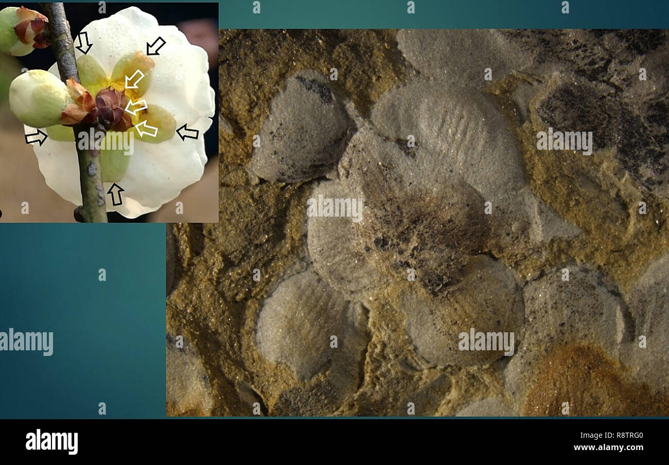 (181218) -- NANJING, Dic 18, 2018 (Xinhua) -- Fiori fossili sono confrontati con la corrente i fiori a Nanjing Istituto di Geologia e Paleontologia in Nanjing East cinese della provincia di Jiangsu, Dic 18, 2018. Gli scienziati hanno scoperto nuove prove del mondo più presto fiore fossile da esemplari rinvenuti nella Cina orientale città di Nanjing, risalenti all origine delle piante fiorite a 174 milioni di anni fa, o i primi Jurassic. Un team di ricerca internazionale guidato da scienziati provenienti da Nanjing Istituto di Geologia e Paleontologia ha fatto un' osservazione dei campioni che contengono 198 Foto Stock