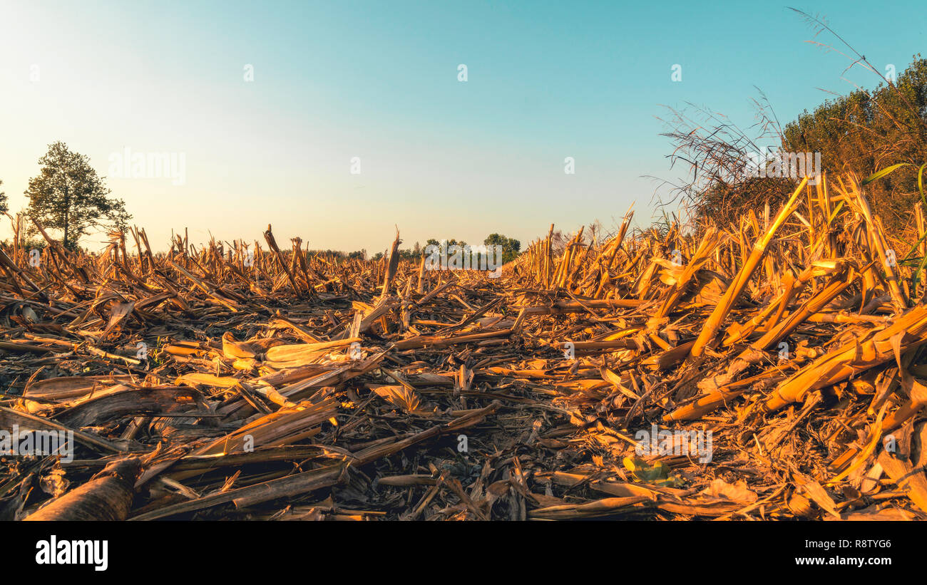 Campo di grano al tramonto nella campagna della Lomellina Foto Stock