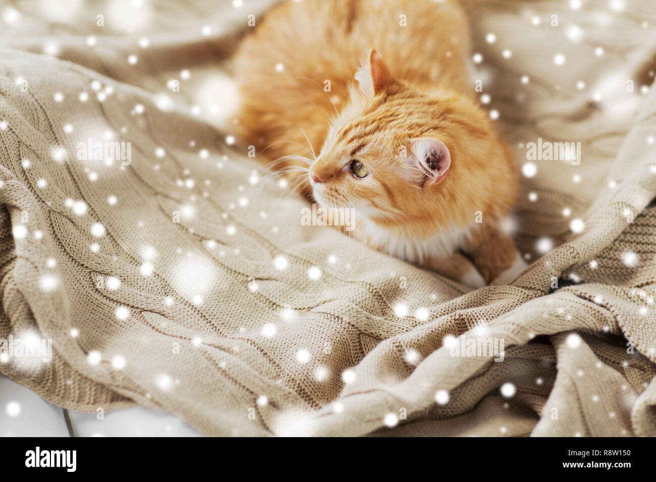 Rosso tabby Gatto sdraiato sulla coperta a casa in inverno Foto Stock