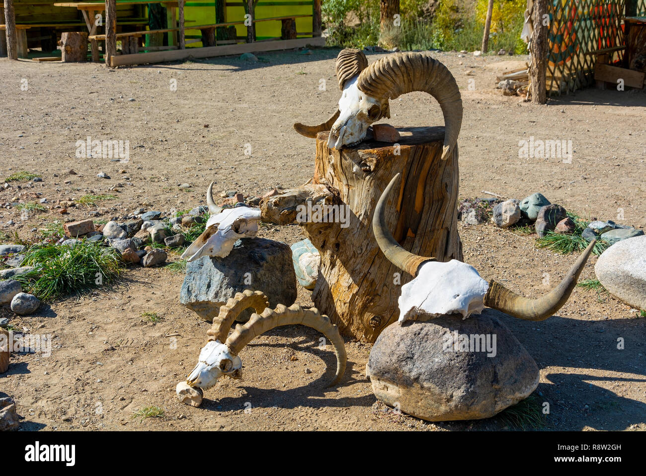 Installazione di pietre e teschi di animali nella località turistica parcheggio Mars 1, Kyzyl-Chin valley, Chui steppa, Altai Repubblica Foto Stock
