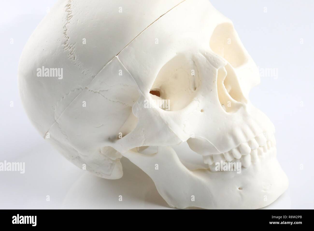 Cranio umano il modello da laboratorio Foto Stock