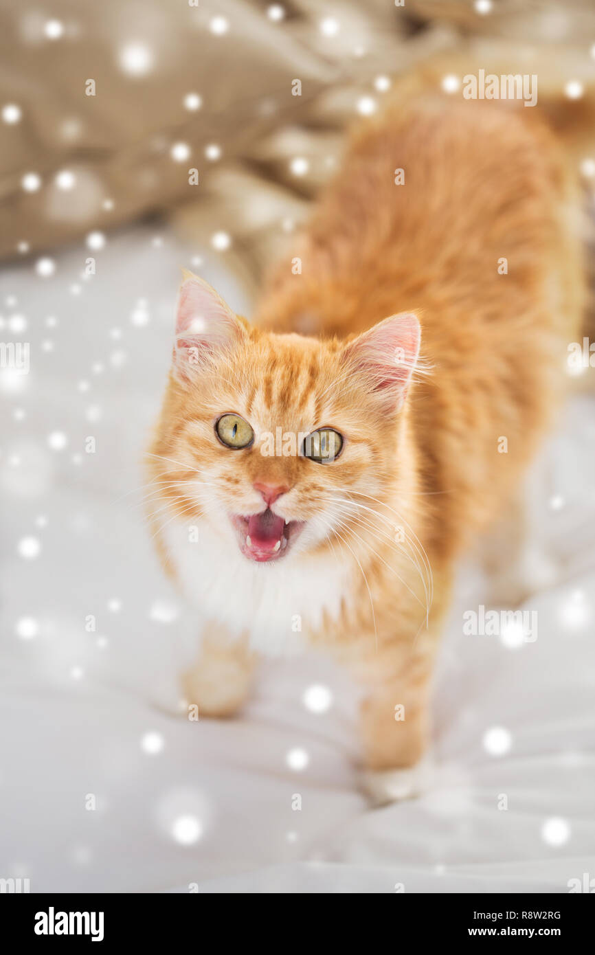 Rosso tabby cat mewing nel letto di casa sulla neve Foto Stock