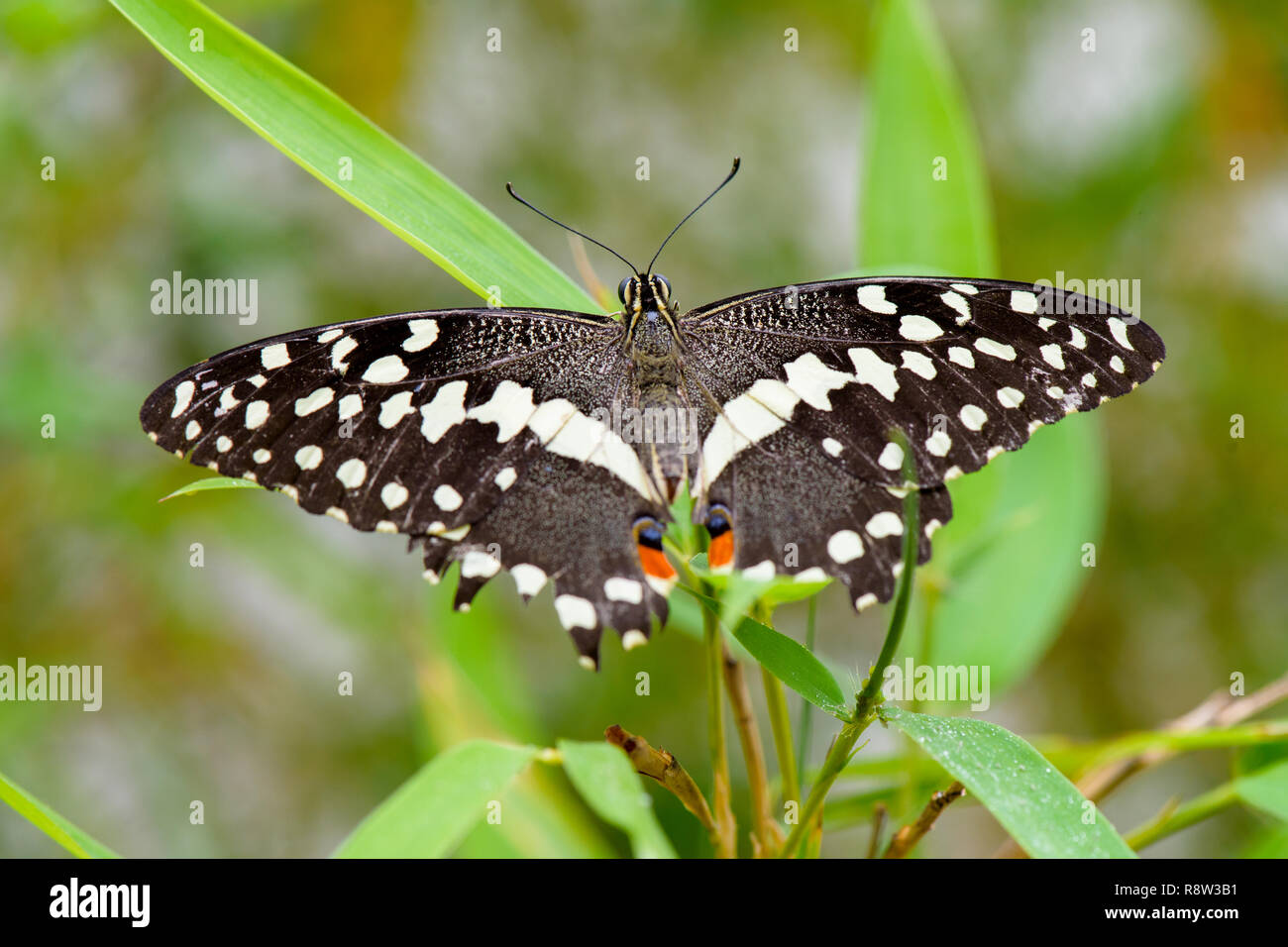 Brush-footed butterfly (Limenitis) sulla lamina Foto Stock