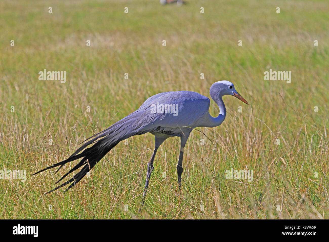 L'iconico Blue Crane, la South African National bird Foto Stock