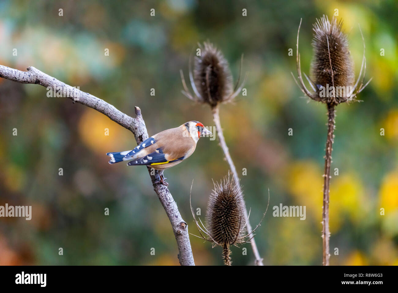 Carduelis carduelis, Europeo cardellino, appollaiate dalla testa di un teasel nel tardo autunno inizio inverno in un giardino nel Surrey, sud-est dell'Inghilterra, Regno Unito Foto Stock