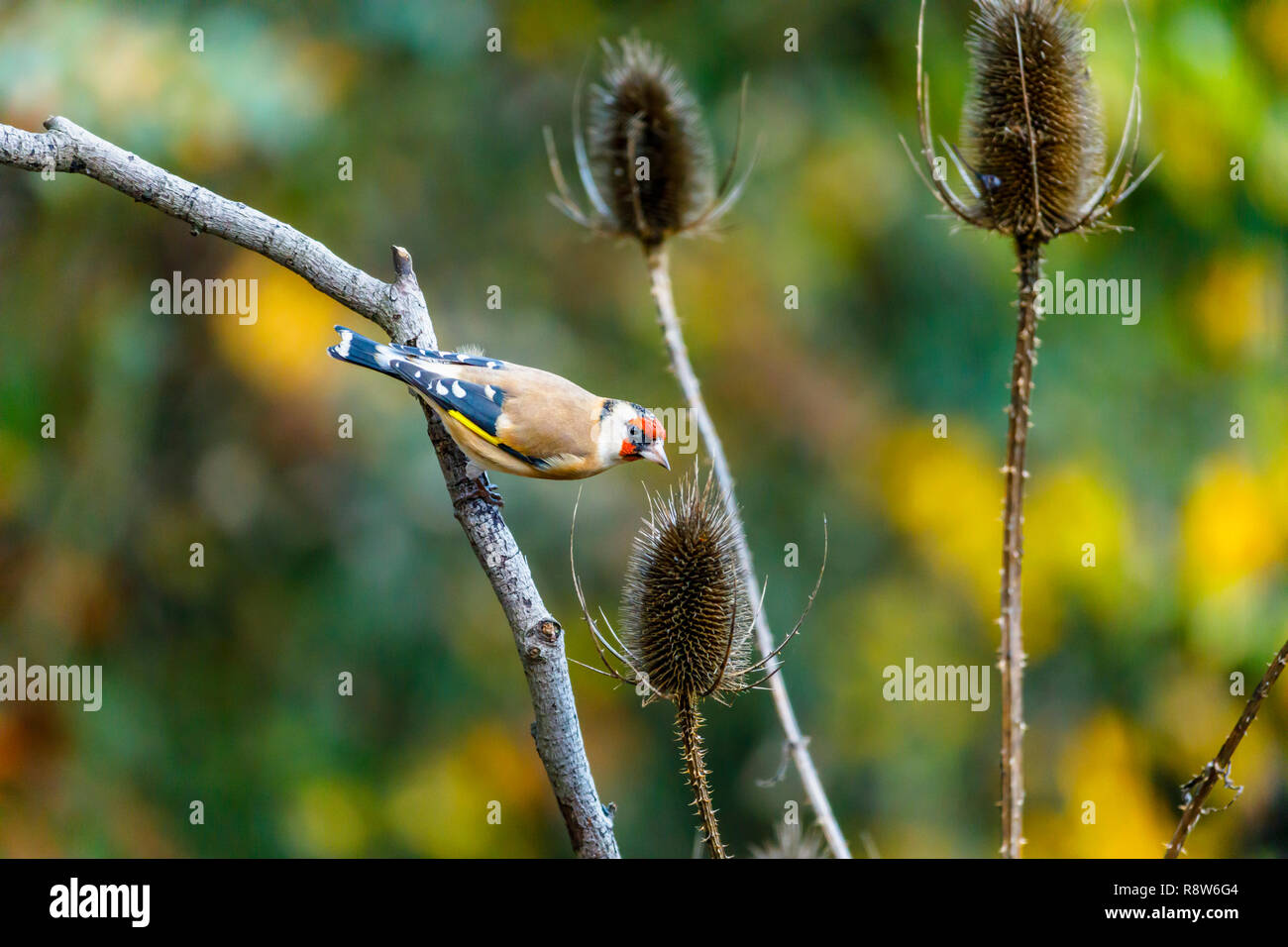 Carduelis carduelis, Europeo cardellino, appollaiate dalla testa di un teasel nel tardo autunno inizio inverno in un giardino nel Surrey, sud-est dell'Inghilterra, Regno Unito Foto Stock