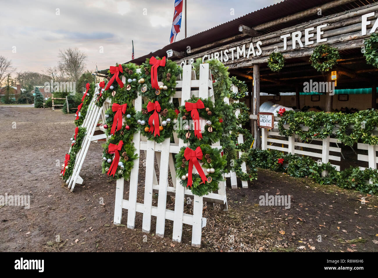 Xmas stagionali stagione festiva preparazioni: albero di Natale agriturismo vicino a Chertsey, Surrey, Inghilterra sudorientale, nel Regno Unito la vendita di carni holly e fogliame ghirlande Foto Stock