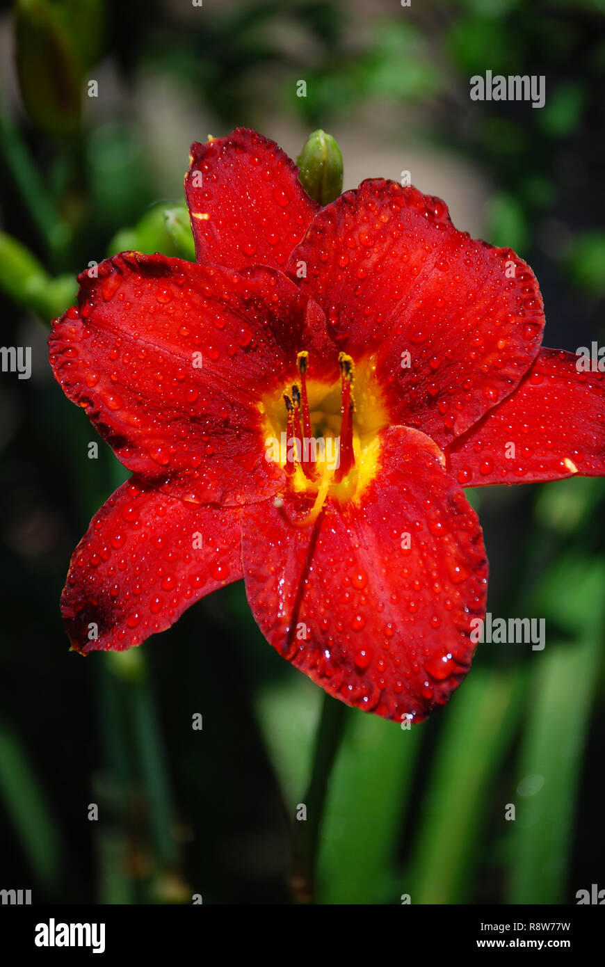 Un rosso brillante CHICAGO daylily Apache con umidità da una appena conclusa con doccia a pioggia. In un giardino nel cortile nel Queens, a New York City Foto Stock