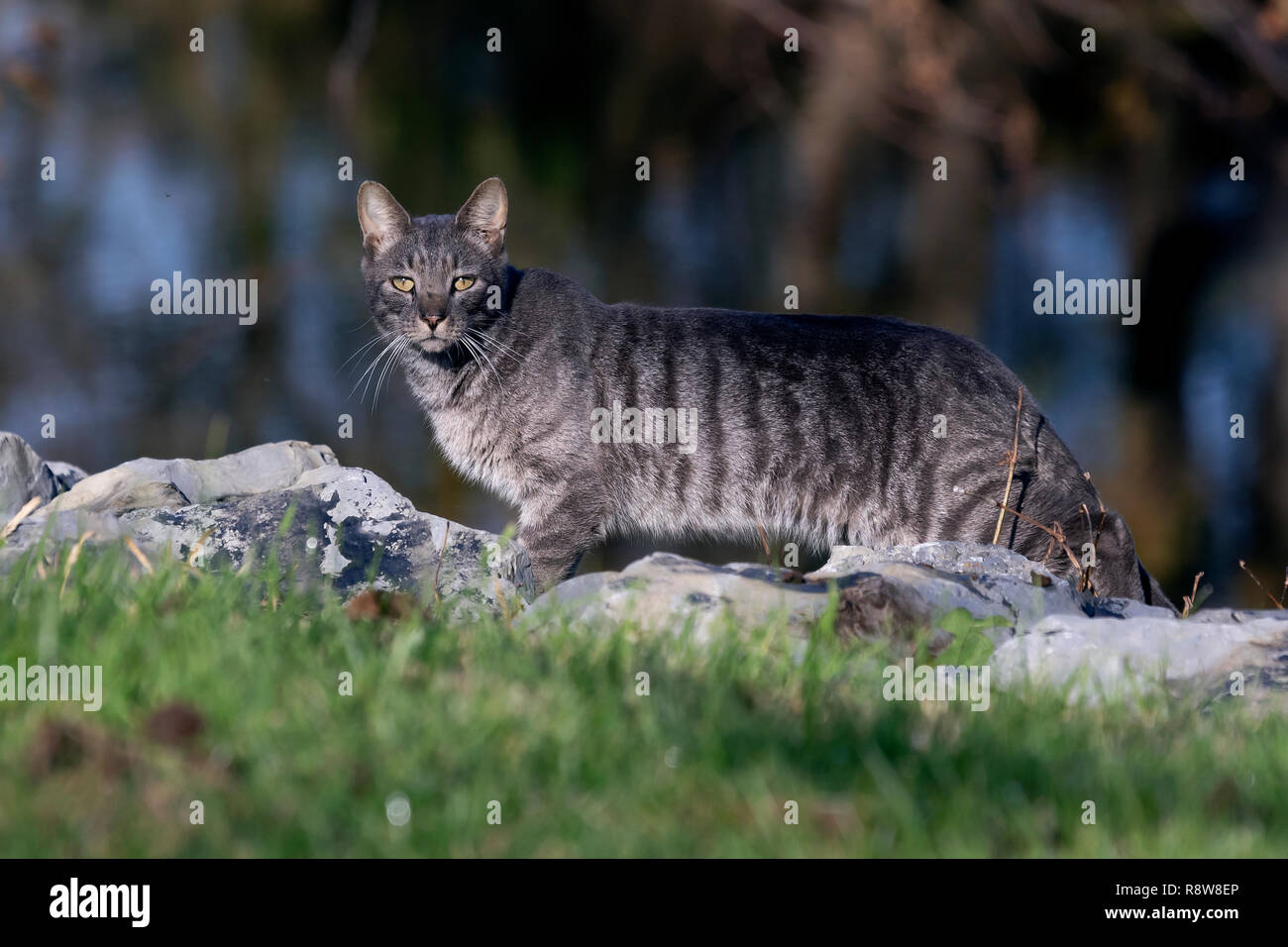 Questo tom cat camminato mentre ero giù dal fiume sul retro di mia proprietà in Virginia. Sembrava sano e potrebbe essere stato alla ricerca di cibo? Foto Stock