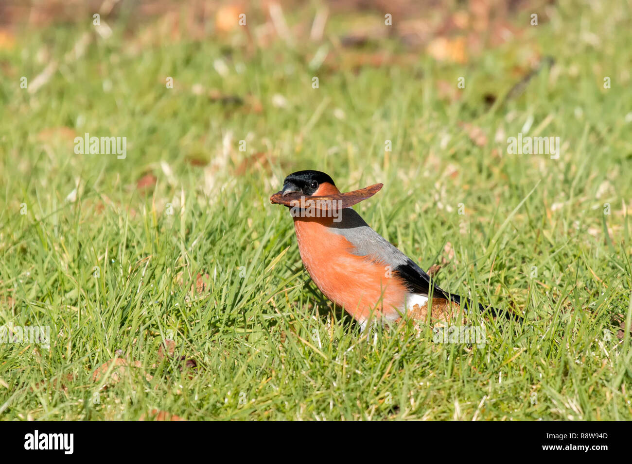 Bullfinch maschio (Pyrrhula pyrrhula) in campo con autunno foglie colorate nel suo becco. Tipperary, Irlanda Foto Stock