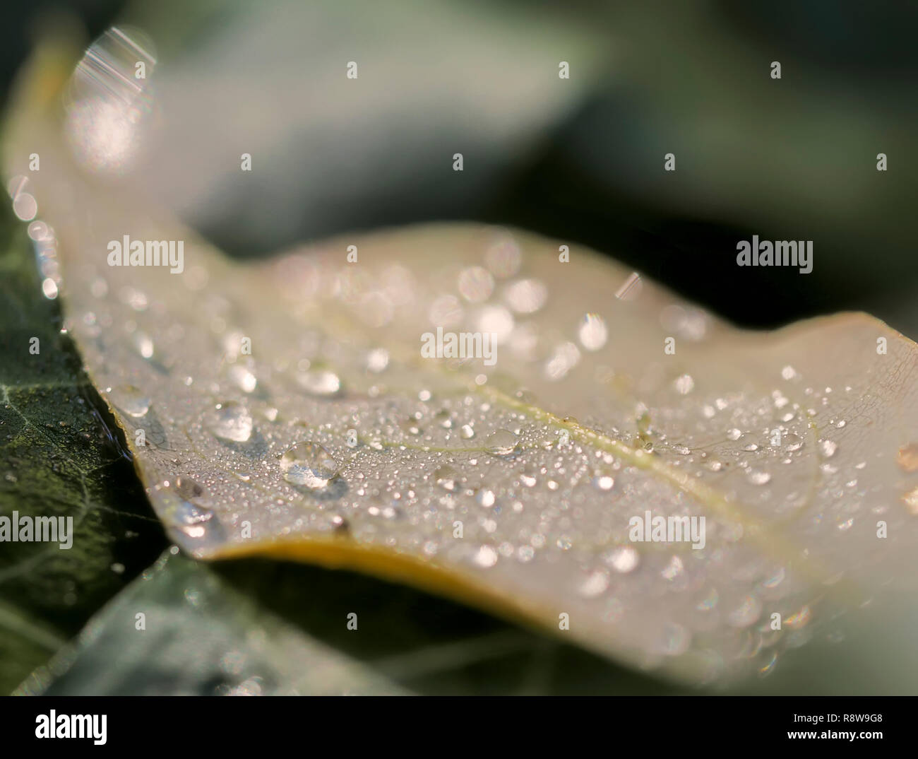 Gocce di acqua su una foglia caduta in autunno Foto Stock