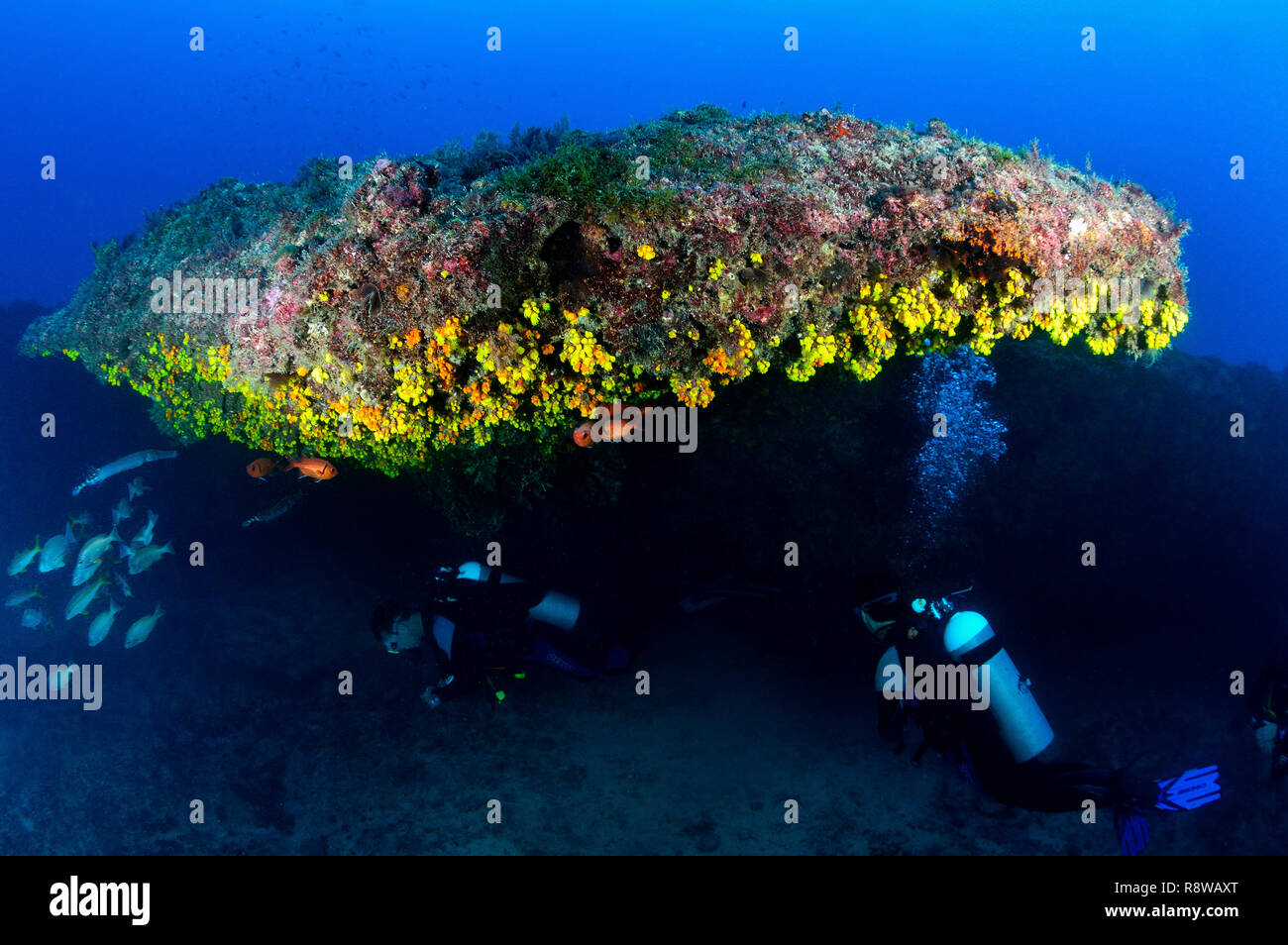 Subacquei studiando la vita marina in Sal - Cabo Verde Foto Stock