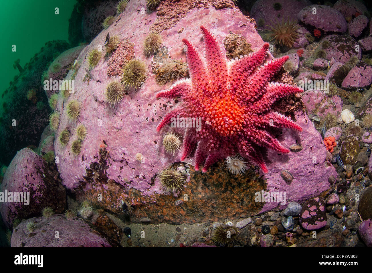 Spinosa colorati Sun Star sott'acqua nel fiume San Lorenzo in Canada Foto Stock