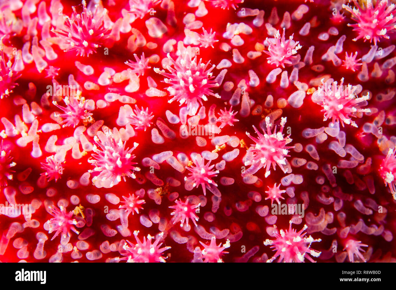 Close-up di una spinosa Sun Star texture nella Basilica di San Lorenzo in Canada Foto Stock