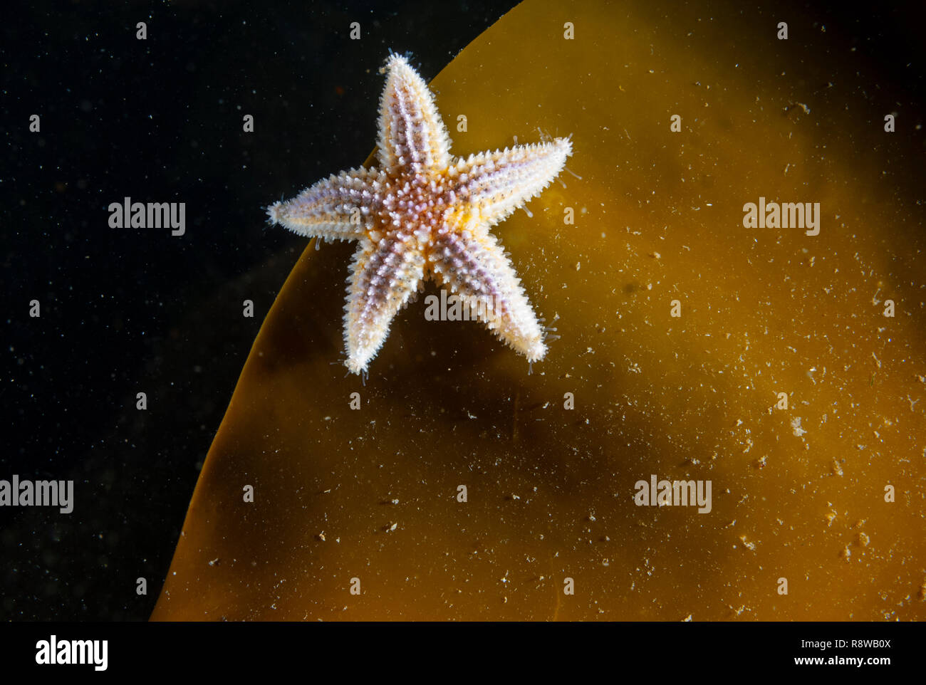 I capretti starfish comune appeso a un'alga Foto Stock
