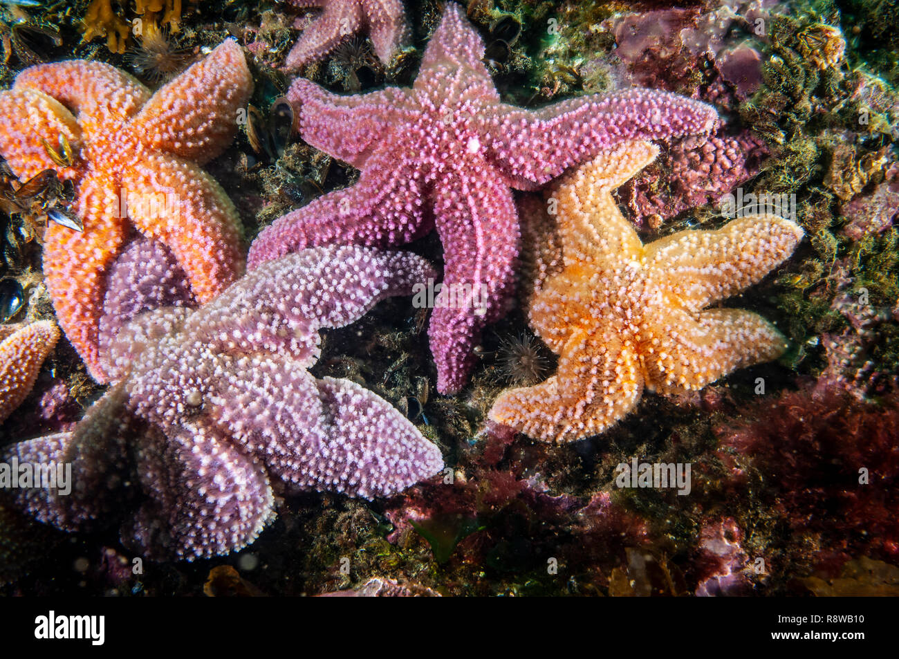 Starfish comune sott'acqua nel Golfo di San Lorenzo. Foto Stock
