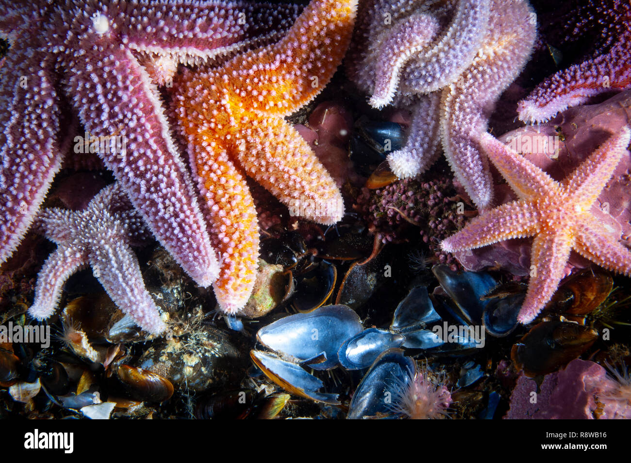 Starfish comune sott'acqua nel Golfo di San Lorenzo. Foto Stock