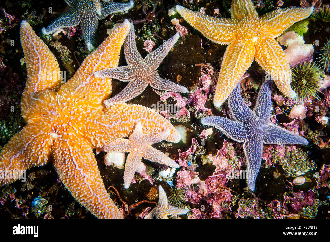 Starfish comune sott'acqua nel Golfo di San Lorenzo. Foto Stock