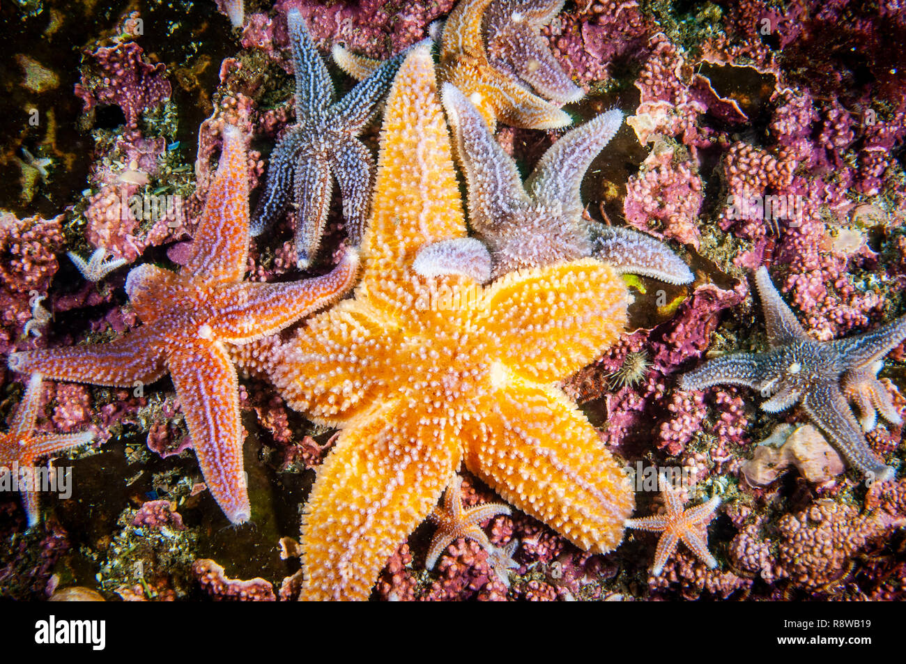 Starfish comune sott'acqua nel Golfo di San Lorenzo. Foto Stock