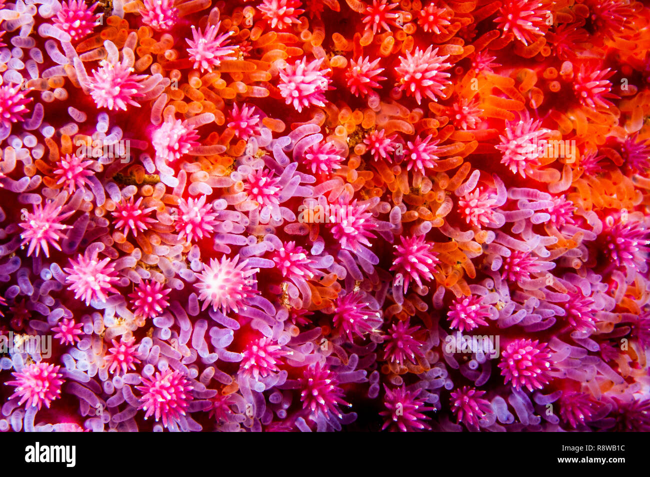 Close-up di una spinosa Sun Star texture nella Basilica di San Lorenzo in Canada Foto Stock