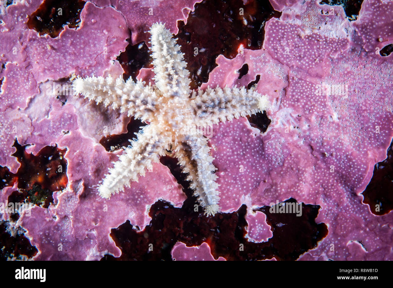 Comune giovanile starfish sott'acqua nel fiume San Lorenzo Foto Stock