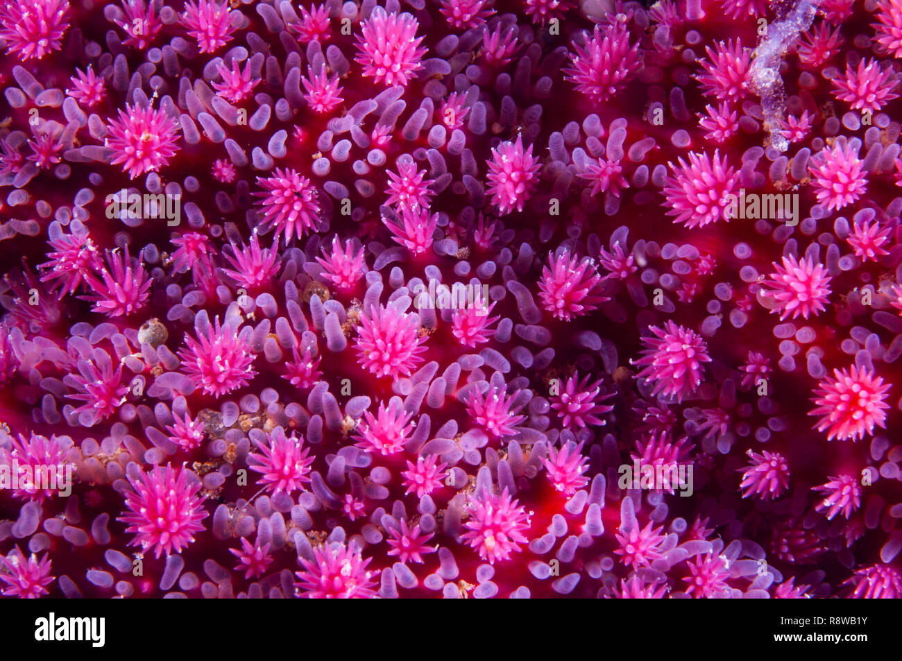 Close-up di una spinosa Sun Star texture nella Basilica di San Lorenzo in Canada Foto Stock