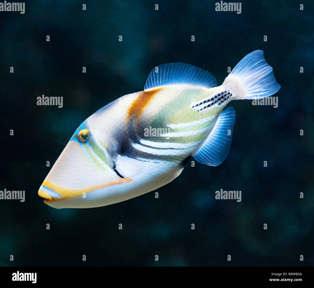 Laguna pesci balestra (Rhinecanthus aculeatus), noto anche come il Picasso triggerfish. Sea Life. Foto Stock