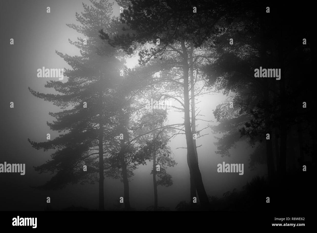 Misteriosi boschi di nebbia al tramonto. Convertito in bianco e nero. Foto Stock