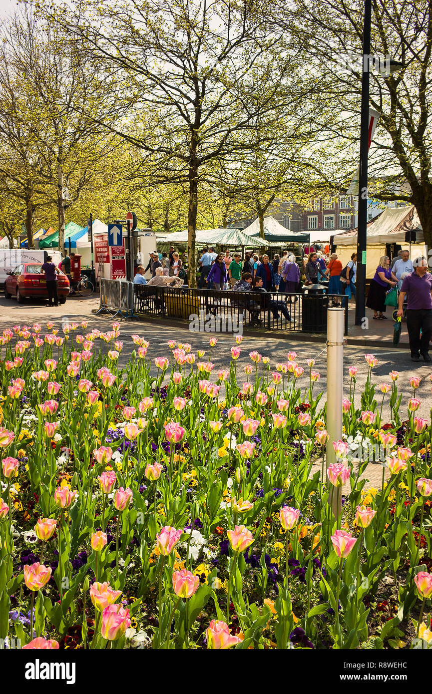 Fioritura di tulipani in ambiente urbano aiuole di fiori nel centro della città di Salisbury Regno Unito Foto Stock