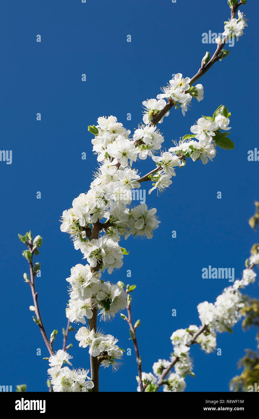 Fitta fiore bianco su una piantina del damson tree contro chiaro deep blue sky NEL REGNO UNITO Foto Stock