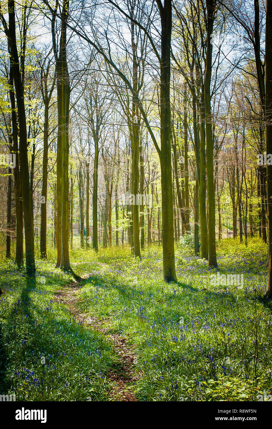Uno stretto sentiero si snoda attraverso boschi occidentale vicino a Marlborough Wiltshire, Inghilterra UK a inizio primavera Foto Stock