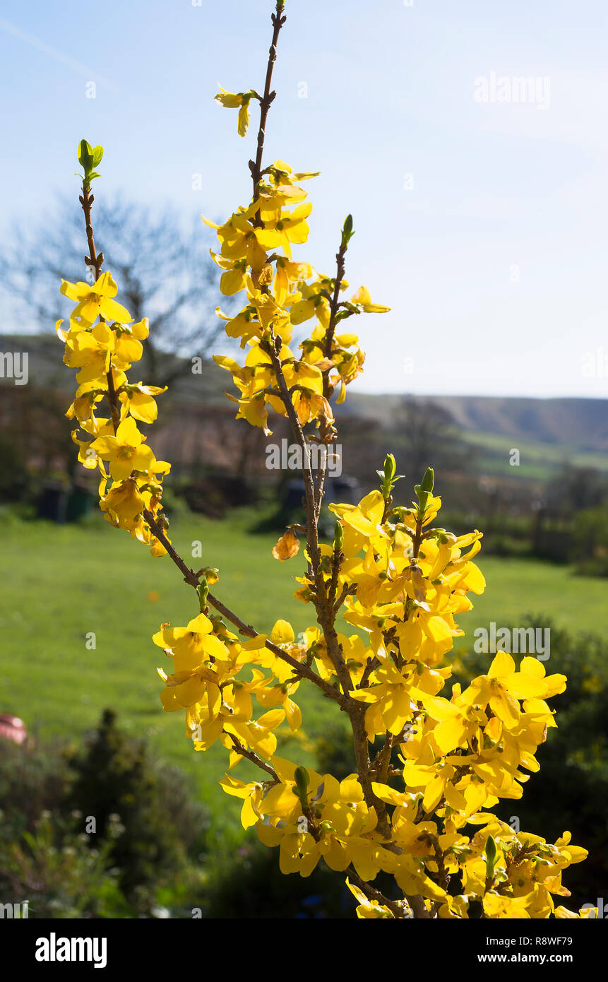 Fiori gialli di forsitia x intermedia miniera d'oro in un giardino inglese in aprile a inizio primavera Foto Stock