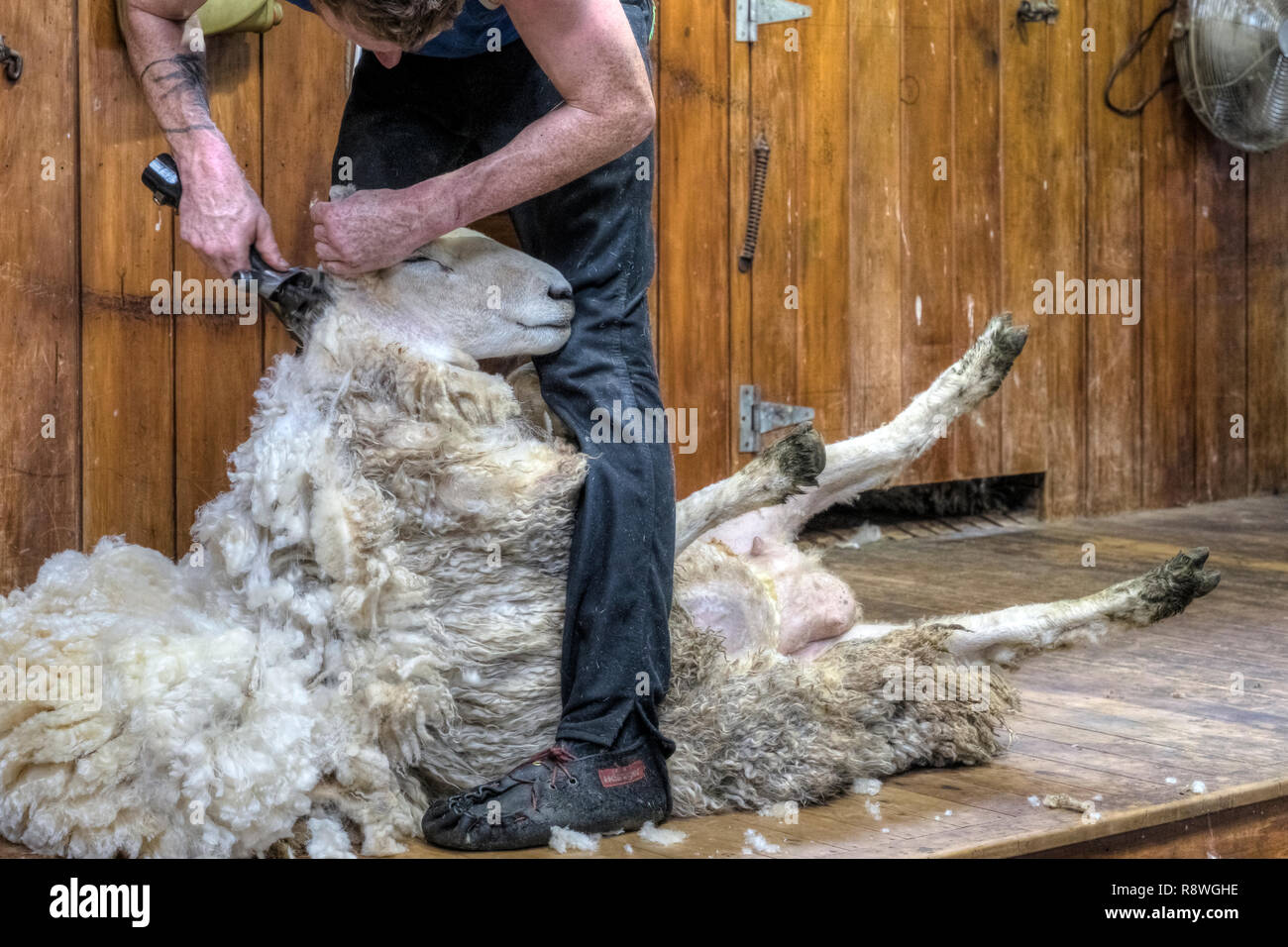 La tosatura delle pecore in Ohai, Southland, Nuova Zelanda Foto Stock