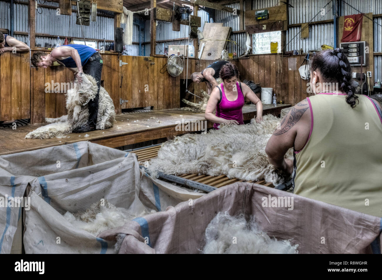 La tosatura delle pecore in Ohai, Southland, Nuova Zelanda Foto Stock