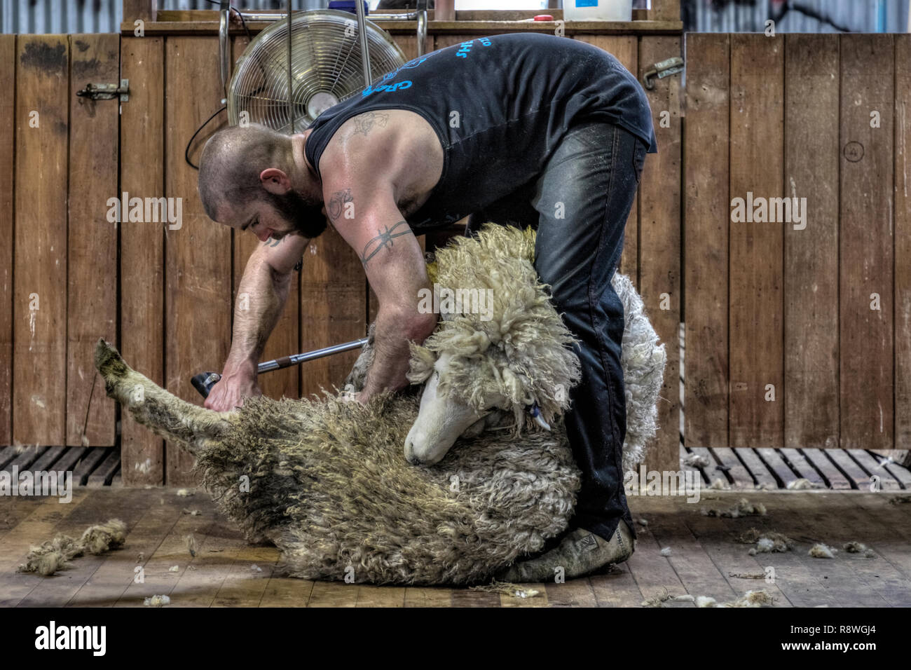 La tosatura delle pecore in Ohai, Southland, Nuova Zelanda Foto Stock