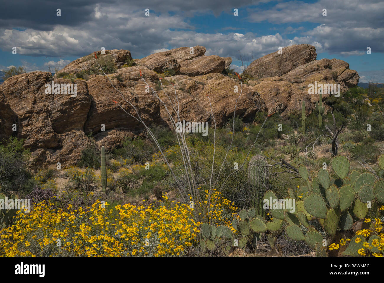 Fiori gialli di brittlebrush (Encelia farinose), blooming Ocotillo (Fouquieria splendens), fico d'India, e cactus Saguaro in Arizona Foto Stock