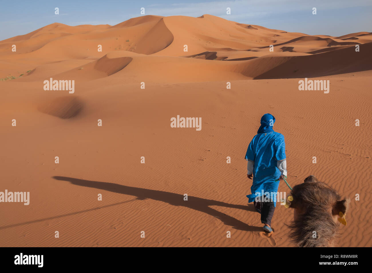 Un uomo vestito con il blu dei tuareg del Sahara conduce un cammello in un paesaggio di Ventoso arancione dune di Erg Chebbi Marocco. Foto Stock