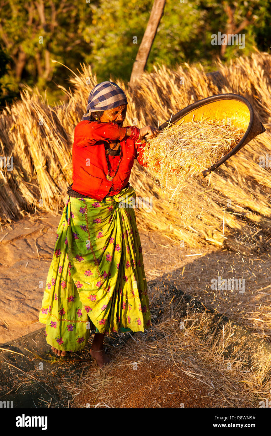 Il vecchio donna indiana lavorando sul campo, Kala Agar village, Kumaon Hills, Uttarakhand, India Foto Stock