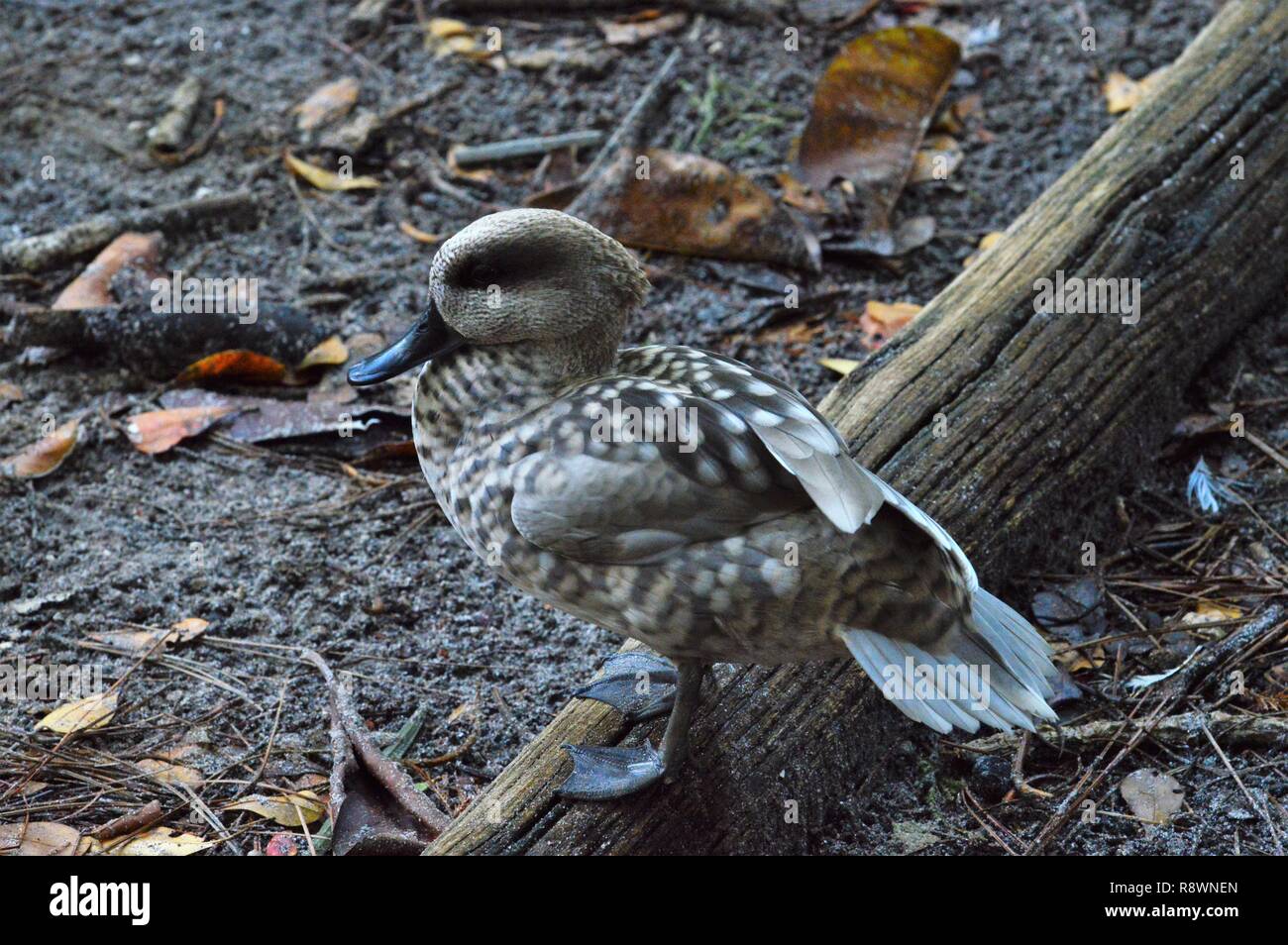 Anatre a stagno Foto Stock