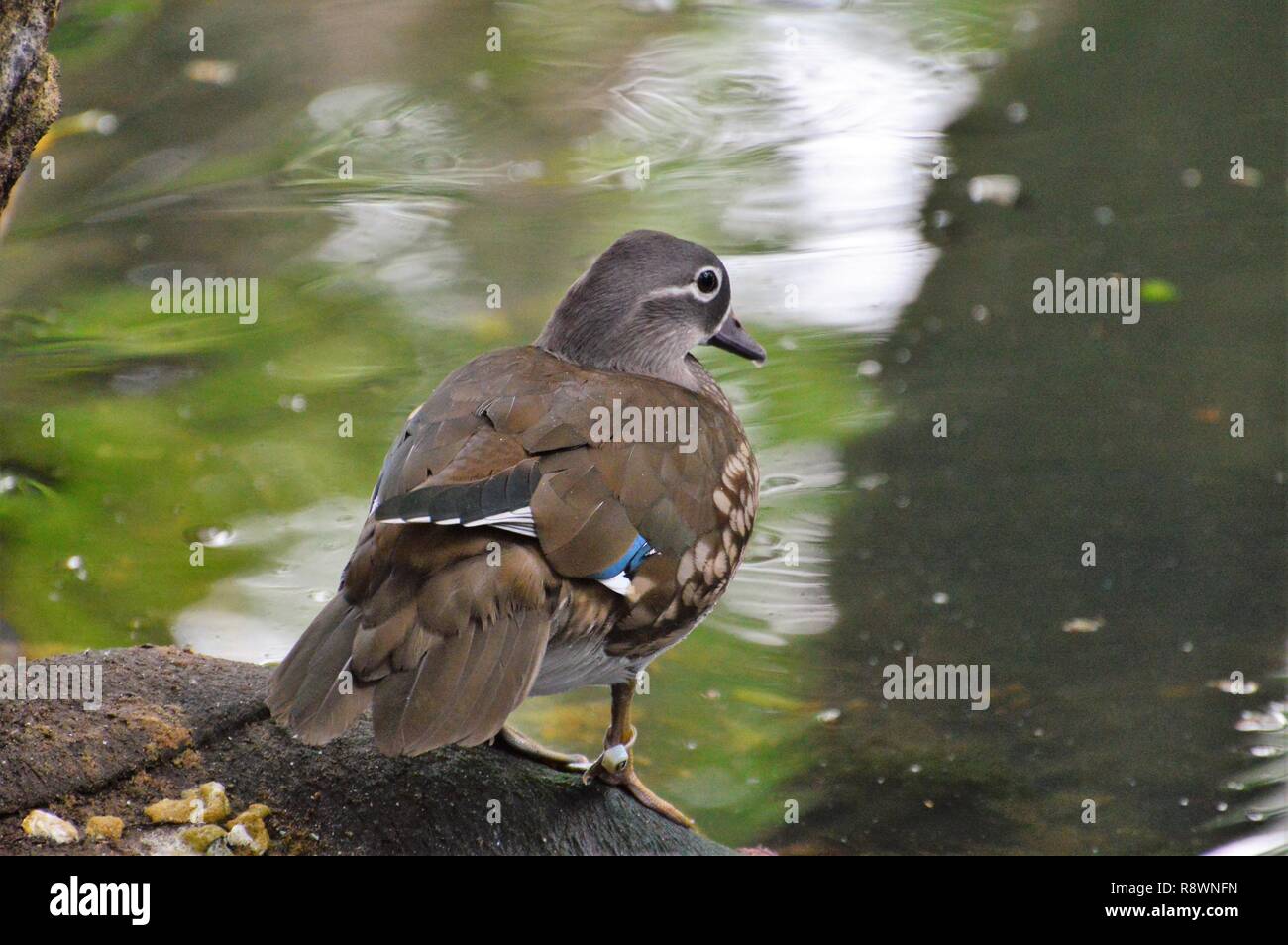 Anatre a stagno Foto Stock