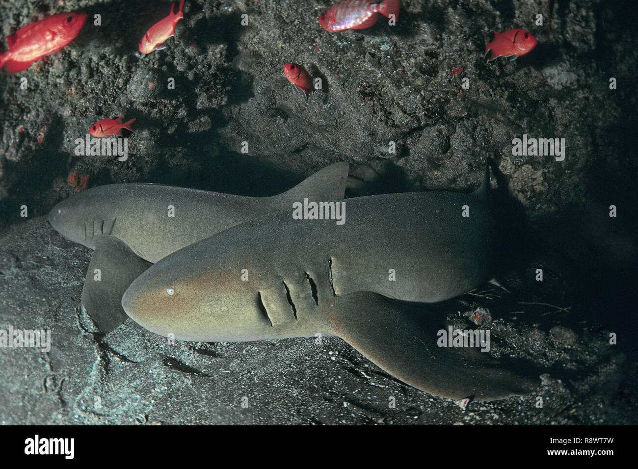 Due squali nutrice (Ginglymostoma cirratum), dorme sotto una sporgenza, Grenada, West Indies, dei Caraibi Foto Stock