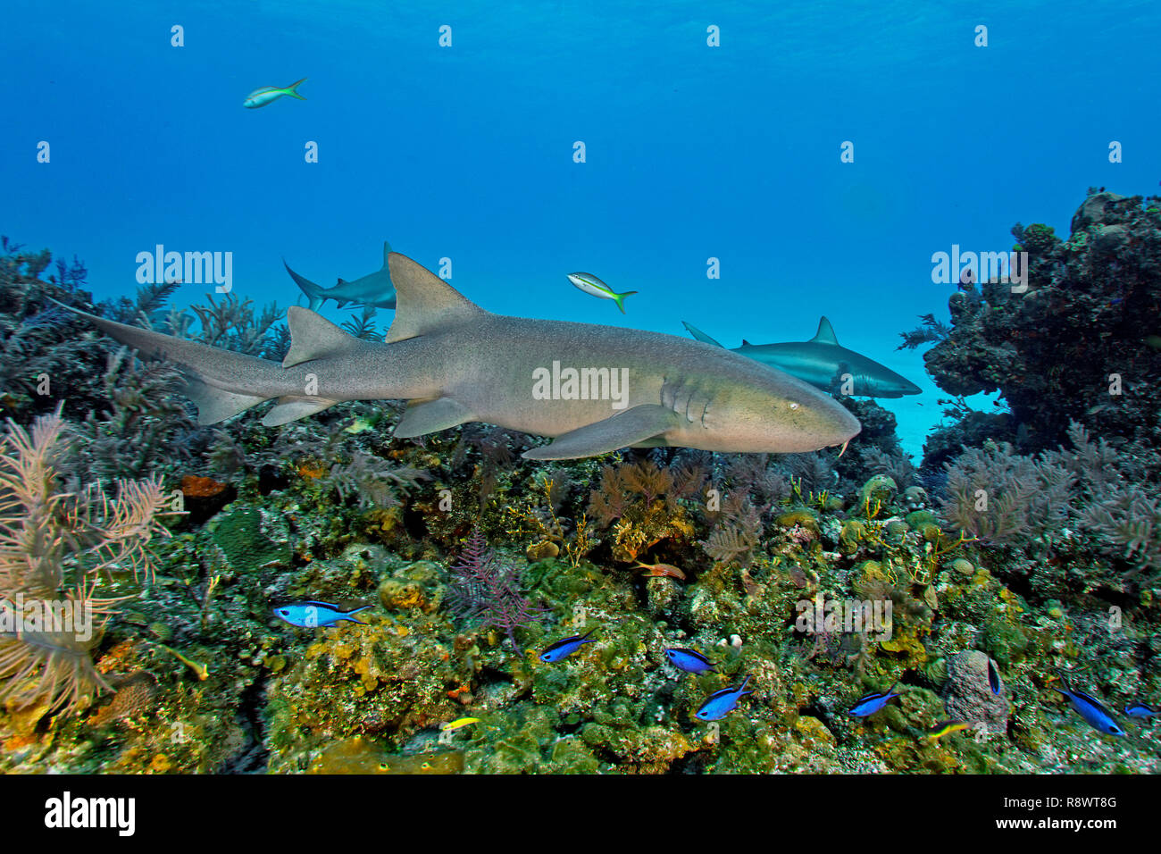 Squalo nutrice (Ginglymostoma cirratum), piscina su una scogliera di corallo, dietro due dei Caraibi squali di barriera (Carcharhinus perezi), Bimini Island, Bahamas Foto Stock