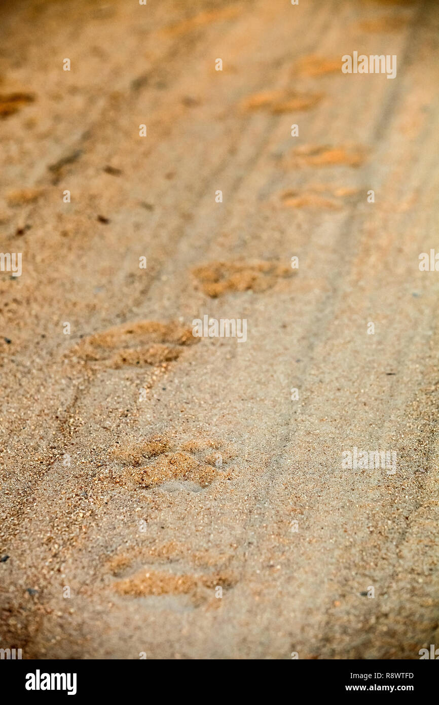 Paw-stampare le tracce di un leone africano su una strada sterrata a safari in un sudafricano Game Reserve Foto Stock